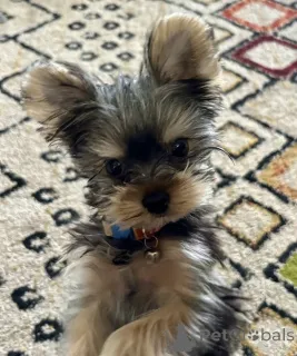 Фото №3. Niedlicher Yorkshire Terrier im Mini-Format... Kontaktieren Sie mich per.  Германия