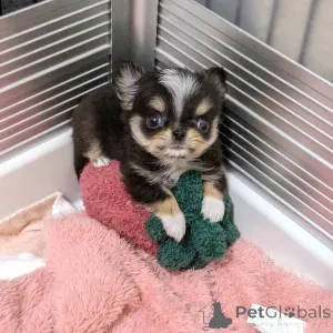 Фото №3. Саатавилла Олевия чихуахуа-пентуя мютявана.  Финляндия