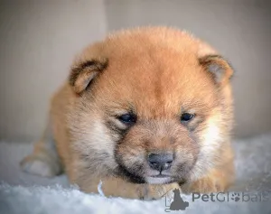 Дополнительные фото: Шиба Ину красивые щенки
