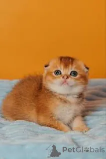 Фото №3. Kocięta rasy Scottish Fold dostępne na sprzedaż. Польша