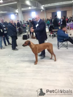 Дополнительные фото: Продаются щенки породы Родезийский Риджбек (Rhodesian Ridgeback)