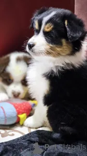 Дополнительные фото: Австралийская овчарка