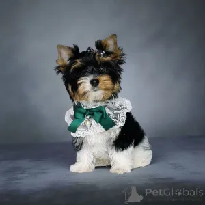 Фото №3. Бивер.  Грузия