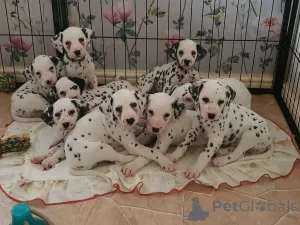 Дополнительные фото: Щенки далматина