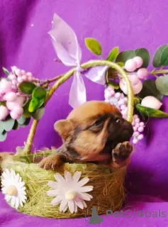 Фото №3. Щенки пти-брабансона.  Россия