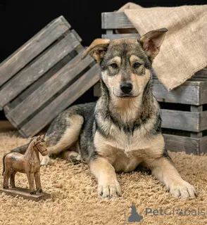 Фото №4. Продажа беспородную в Москова частное объявление - цена Бесплатно