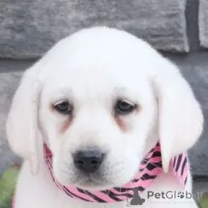 Фото №2 к объявлению №166027 о продаже лабрадор-ретривера - купить в Германии заводчик