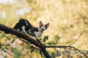 Фото №3. Devon rex. Россия