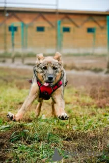 Дополнительные фото: Щенок Сэнди в добрые руки