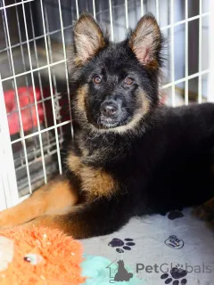 Фото №1. немецкая овчарка - купить в Мюнхене за договорная. Объявление №163587