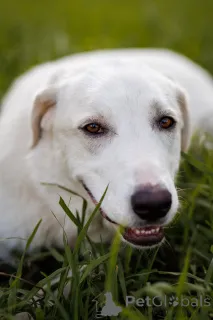 Фото №2 к объявлению №161456 о продаже беспородную - купить в России частное объявление