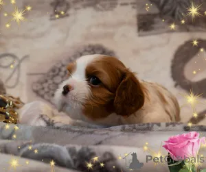 Дополнительные фото: Кавалер кинг чарльз спаниель - девочка