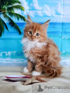 Дополнительные фото: котенок Мальчик Мейн-кун