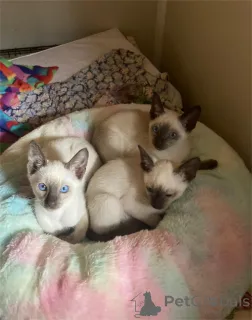 Фото №1. сиамская - купить в Ганновер за 32468₽. Объявление №153768