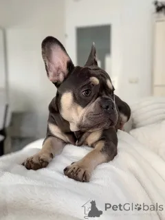 Фото №2 к объявлению №157835 о продаже французского бульдога - купить в Люксембурге частное объявление