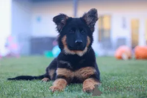 Фото №2 к объявлению №158065 о продаже немецкую овчарку - купить в Германии заводчик