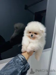 Фото №1. померанский шпиц - купить в Вольфсбург за договорная. Объявление №159131