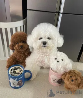 Фото №1. бишон фризе - купить в Бернау за 41745₽. Объявление №140718