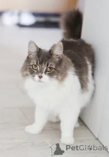 Фото №1.  - купить в Домодедово за Бесплатно. Объявление №151212