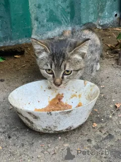 Дополнительные фото: Ищут дом трое котят.