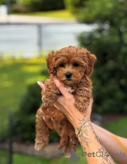 Фото №1. пудель (той) - купить в 665 Сайт Колония за договорная. Объявление №154284