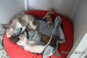 Фото №1. корниш рекс - купить в Брюсселе за 46384₽. Объявление №161626