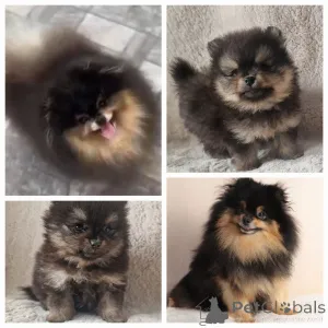 Дополнительные фото: Девочка черно подпалая