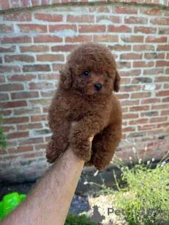 Дополнительные фото: Красный и абрикосовый пудель