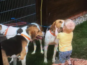 Дополнительные фото: Щеночки русской Гончей. Нам полтора месяца.