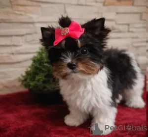 Фото №2 к объявлению №166494 о продаже беспородную - купить в Германии частное объявление