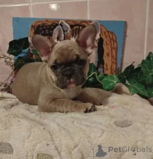 Дополнительные фото: Французский бульдог.