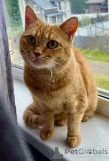 Дополнительные фото: Рыжая красотка с характером срочно ищет дом!