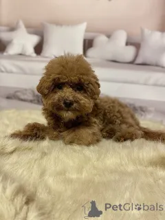 Дополнительные фото: Мальтипу мальчики