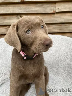 Фото №1. лабрадор-ретривер - купить в Монпелье за договорная. Объявление №165309