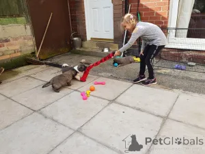 Фото №4. Продажа кавказскую овчарку в Копенгаген частное объявление, заводчик - цена 69575₽