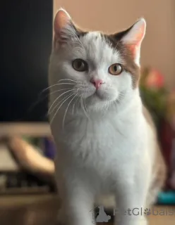 Фото №1. британская короткошёрстная - купить в Аст за договорная. Объявление №155692