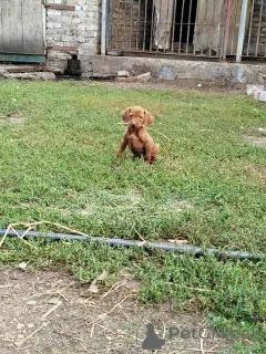 Дополнительные фото: Короткая венгерская собака, щенки