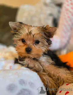 Дополнительные фото: Niedlicher Yorkshire Terrier im Mini-Format... Kontaktieren Sie mich per