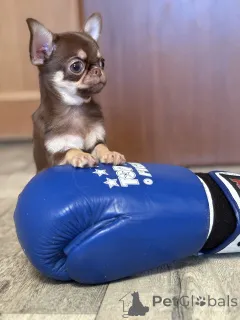 Фото №1. чихуахуа - купить в Минске за 64937₽. Объявление №165368