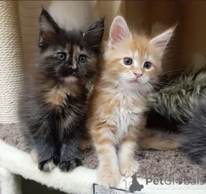 Фото №3. Сибирское воспитание усыновителей.. Германия