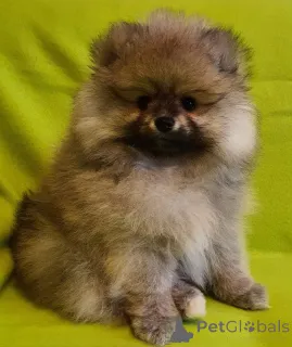 Фото №2 к объявлению №165021 о продаже померанского шпица - купить в Германии 