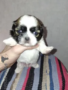 Дополнительные фото: Идеальные чистокровные щенки Ши-Тцу.