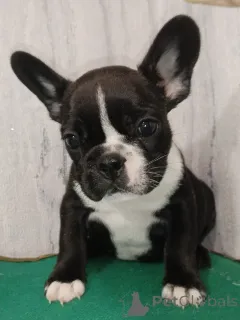 Фото №3. Щенки французского бульдога.  Беларусь