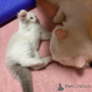 Фото №1. рэгдолл - купить в Bayerbach за 39426₽. Объявление №135651