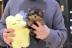 Фото №1. беспородная - купить в Огайо за договорная. Объявление №163955