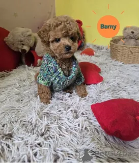 Дополнительные фото: Очаровательные щенки красного той-пуделя