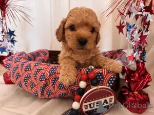 Фото №1. мальтипу - купить в Берлине за 83490₽. Объявление №149824