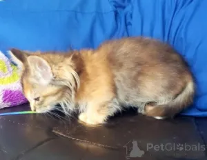 Дополнительные фото: Котята Манчкин