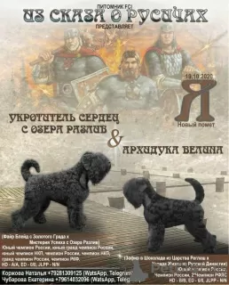 Фото №1. чёрный терьер - купить в Панчево за договорная. Объявление №116824