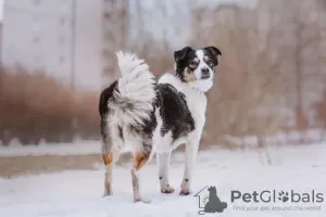 Фото №4. Продажа беспородную в Москва частное объявление - цена Бесплатно